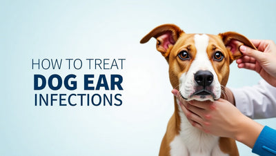 How to Treat Dog Ear Infections: A Vet’s Guide to Healthy Ears