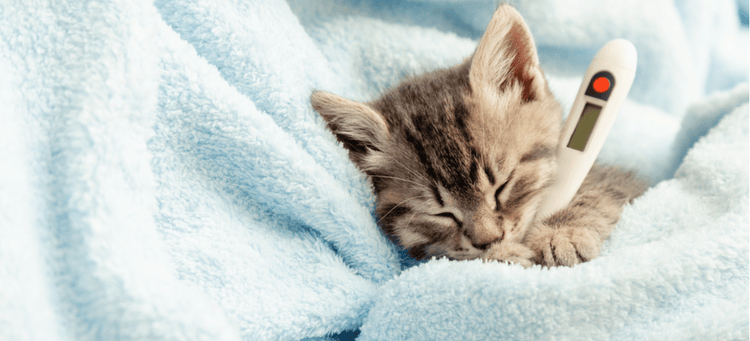Is It Safe to Give Human Medicines to Dogs and Cats?