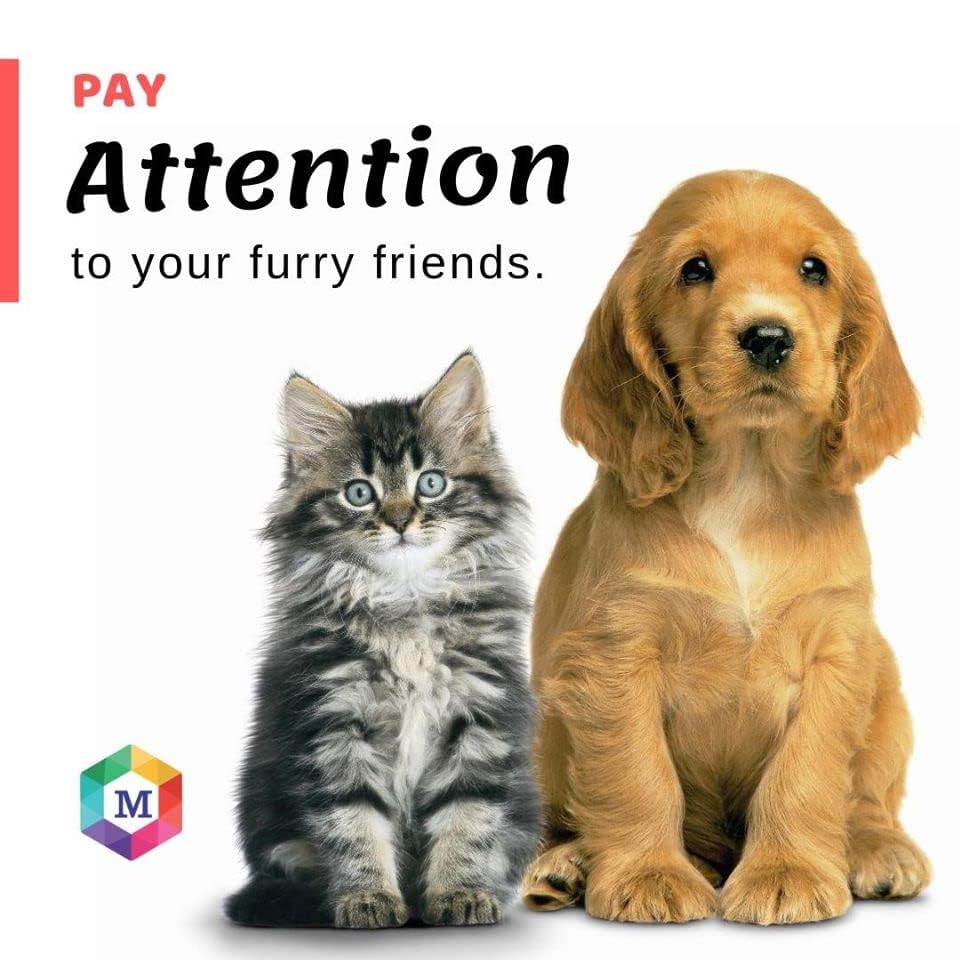 Spot On Treatment for Small Dogs (Up to 10 kg) | (Pack of 3)