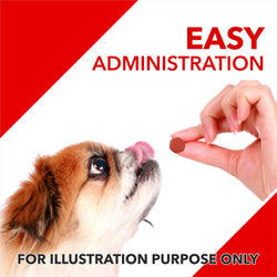 ABSOLUTE CALCIUM TABLET - Animeal