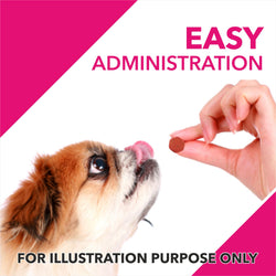 ABSOLUTE SKIN & COAT TABLET (L) - Animeal
