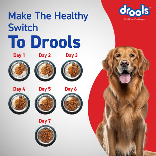 DROOLS ADULT CHIC & EGG DRY FOOD (XXL) - Animeal