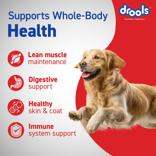 DROOLS ADULT CHIC & EGG DRY FOOD (XXL) - Animeal