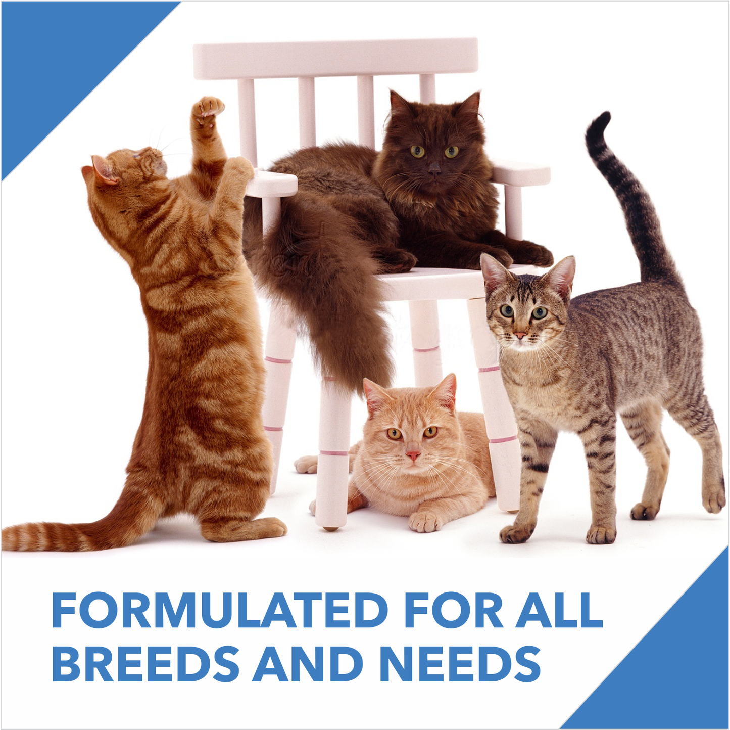 DROOLS KITTEN OCEAN FISH DRY FOOD (M) - Animeal