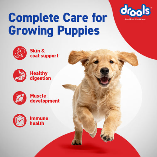 DROOLS PUPPY CHIC & EGG DRY FOOD (XXL) - Animeal