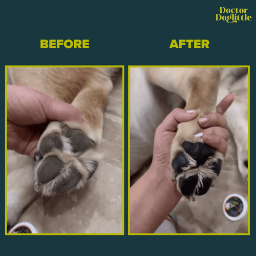 Doctor Doglittle Probiotic Goat Milk Paw & Nose Balm 15g - Animeal