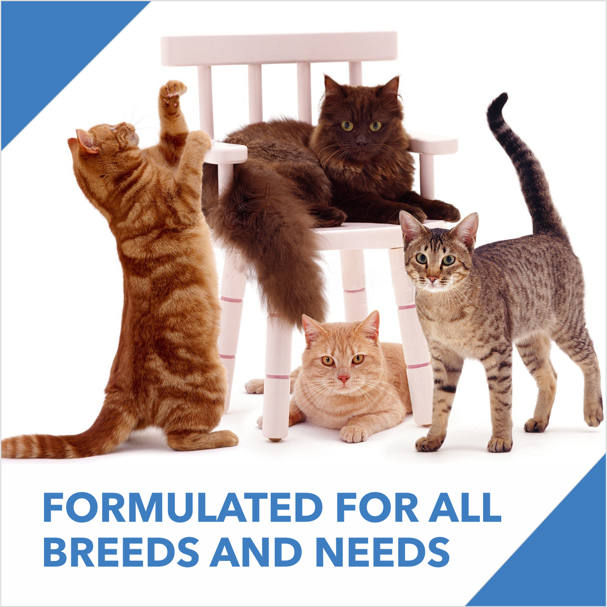 Drools Kitten Ocean Fish Dry Cat Food, 3kg - Animeal