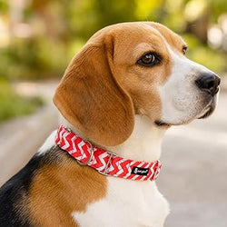 PG MARTINGALE COLLAR SCARLET (L) - Animeal