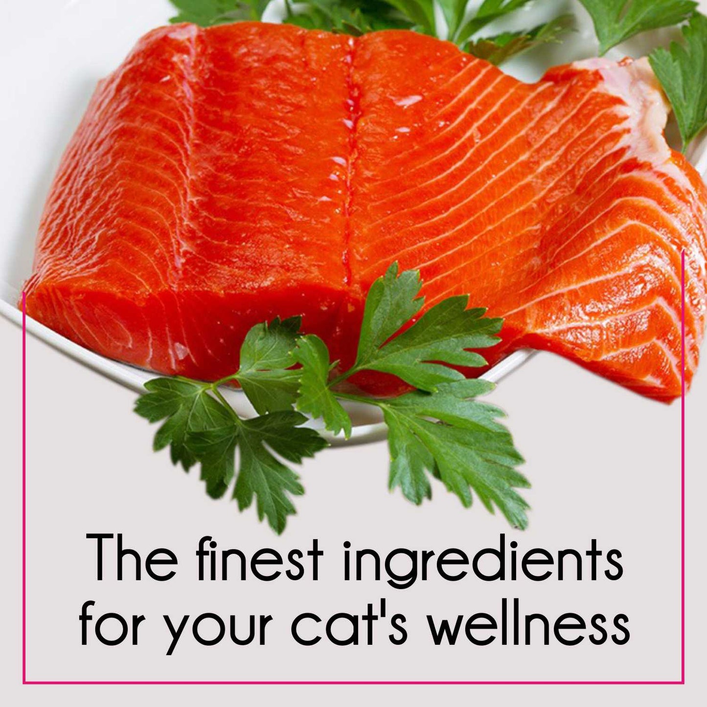 PUREPET TUNA & SALMON CAT DRY FOOD (L) - Animeal