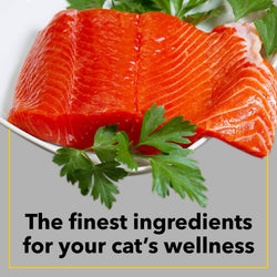Purepet Seafood Dry Cat Food, 6kg - Animeal