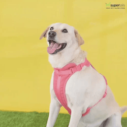 TRUELOVE CAT & SMALL DOG HARNESS PINK (L) - Animeal